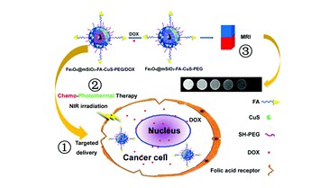 Fe3O4纳米粒子被叶酸，硫化铜纳米晶体和聚乙二醇修饰负载阿霉素的介孔二氧化硅包裹 Fe3O4@DOX@mSi02-FA/CuS/PEG