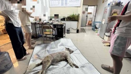 福建一宠物店给狗洗澡后放进烘干箱烤死？涉事门店曾谎称中暑，现已闭店
