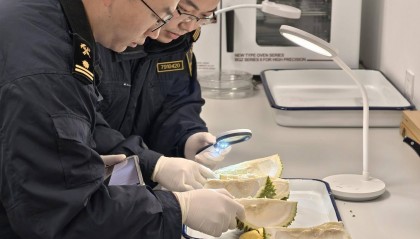 当季首批！马来西亚猫山王鲜食榴莲“打飞的”抵达成都