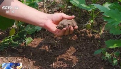 河南多地迎“及时雨” 局部旱情得到有效缓解