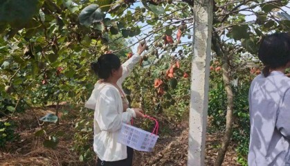 乡村振兴丨土主镇：“金豆豆”与“绿珍珠”共绘丰收图景 特色产业激活乡村振兴新动能