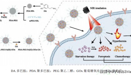 包载葡萄糖氧化酶，Fe(Ⅲ)离子和藤黄酸的聚多巴胺纳米粒子被聚乙二醇修饰 GOX/Fe(Ⅲ)/GA@PDA-PEG