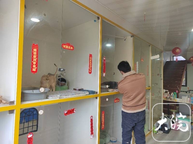 春节假期,宣城“宠物酒店”一“房”难求 上门遛狗、喂猫“忙飞了”