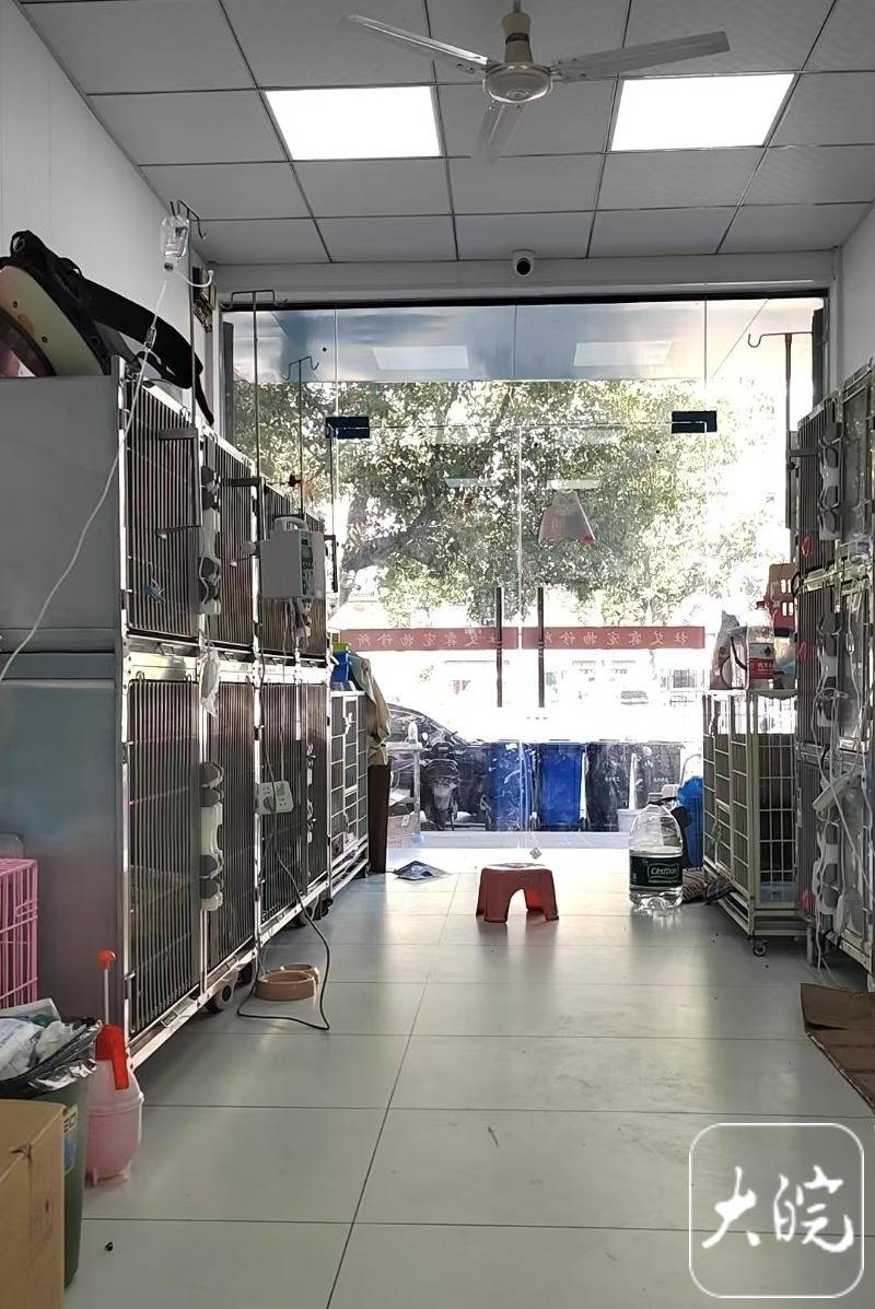 春节假期,宣城“宠物酒店”一“房”难求 上门遛狗、喂猫“忙飞了”