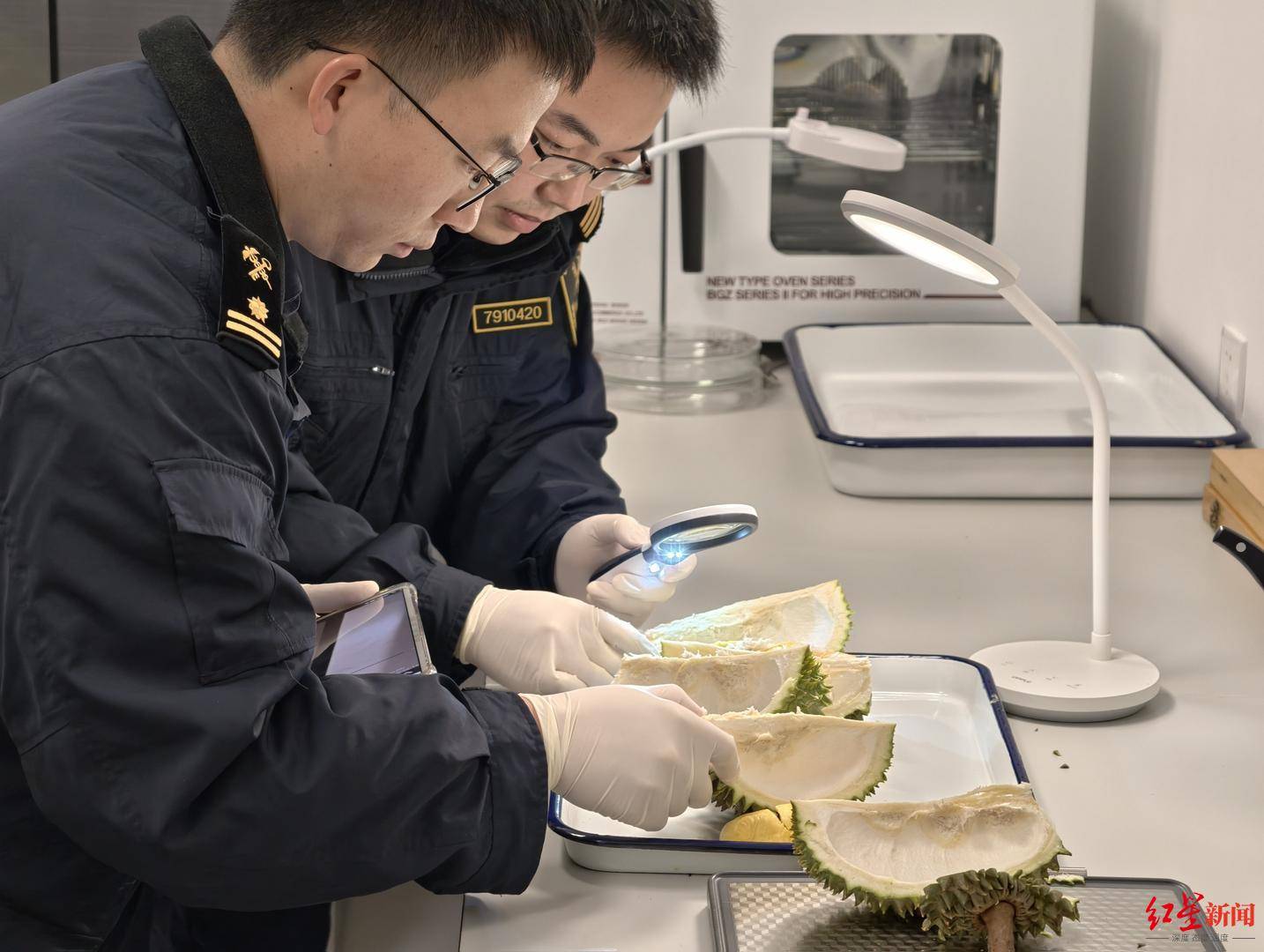 当季首批！马来西亚猫山王鲜食榴莲“打飞的”抵达成都