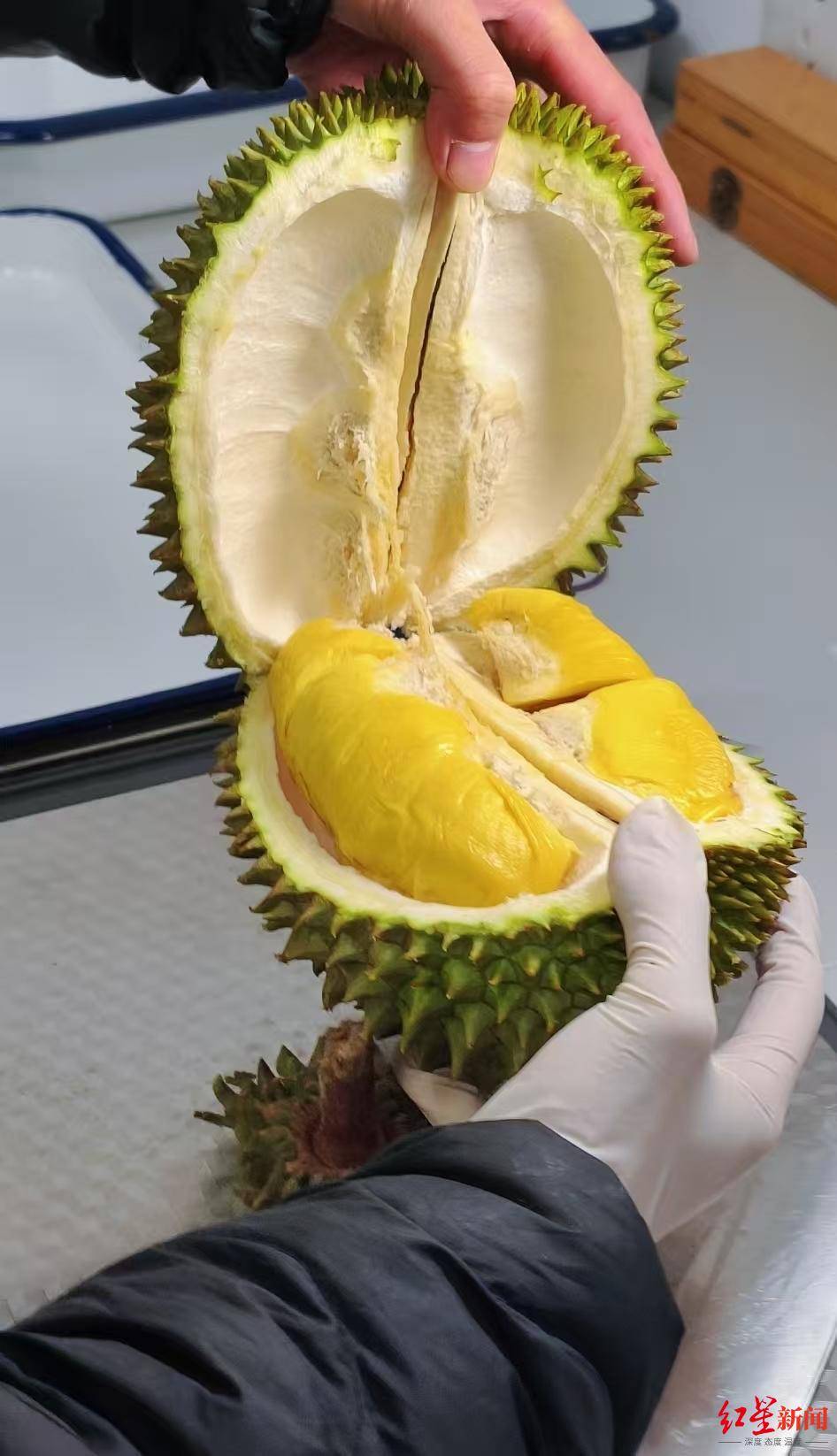 当季首批！马来西亚猫山王鲜食榴莲“打飞的”抵达成都