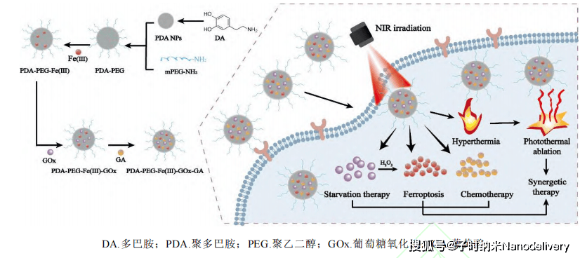 包载葡萄糖氧化酶,Fe(Ⅲ)离子和藤黄酸的聚多巴胺纳米粒子被聚乙二醇修饰 GOX/Fe(Ⅲ)/GA@PDA-PEG
