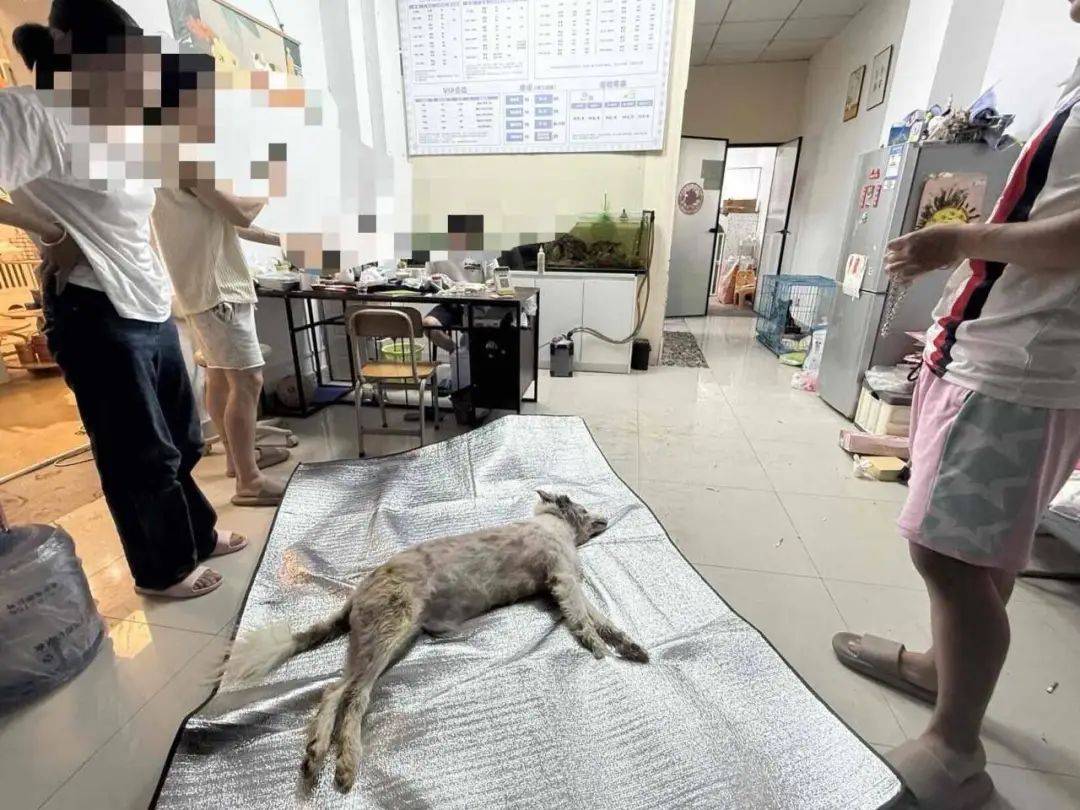 福建一宠物店给狗洗澡后放进烘干箱烤死?涉事门店曾谎称中暑,现已闭店