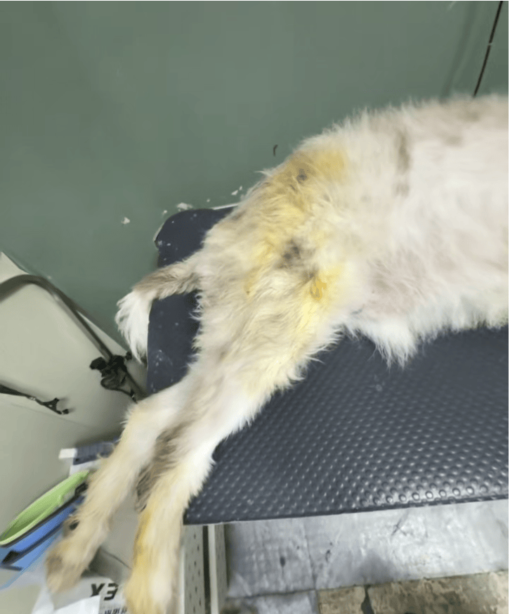 福建一宠物店给狗洗澡后放进烘干箱烤死?涉事门店曾谎称中暑,现已闭店