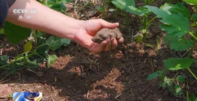 河南多地迎“及时雨” 局部旱情得到有效缓解