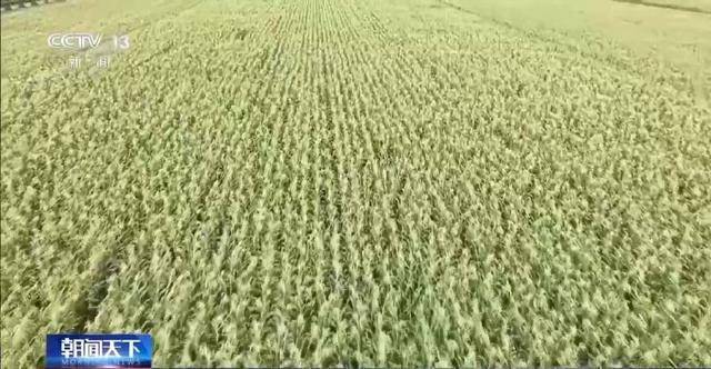 河南多地迎“及时雨” 局部旱情得到有效缓解