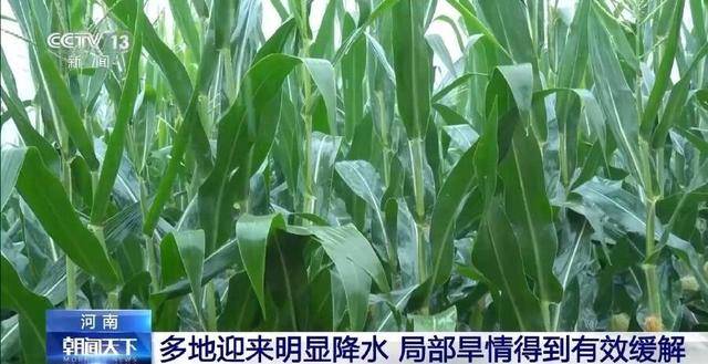 河南多地迎“及时雨” 局部旱情得到有效缓解