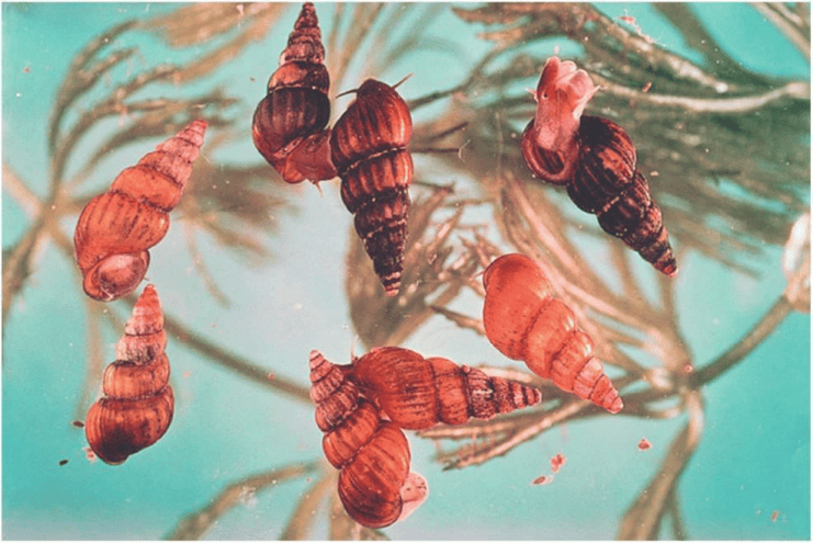 一旦接触,10秒即可感染!汛期谨防这种病→