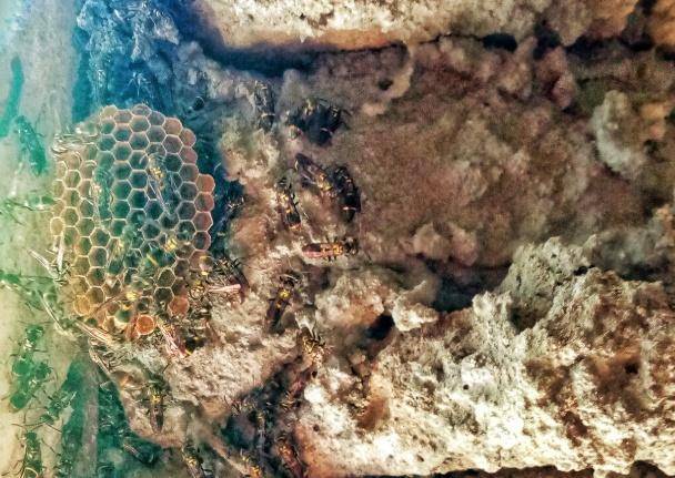 别招惹!广东一老人中招,不幸去世