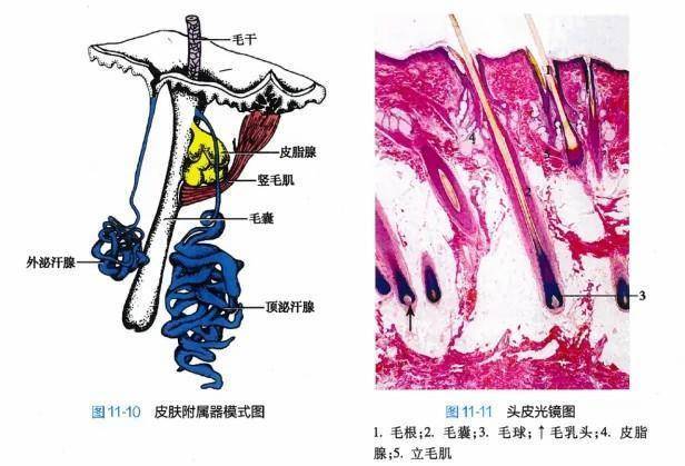 白头发拔一根长三根?到底能不能拔?终于弄清楚了