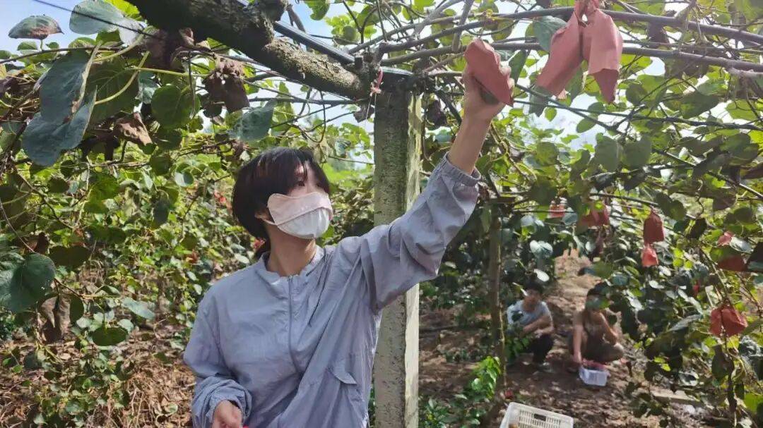 乡村振兴丨土主镇:“金豆豆”与“绿珍珠”共绘丰收图景 特色产业激活乡村振兴新动能