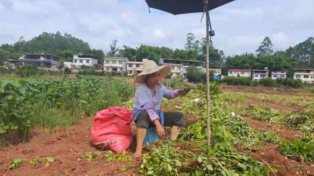 乡村振兴丨土主镇:“金豆豆”与“绿珍珠”共绘丰收图景 特色产业激活乡村振兴新动能