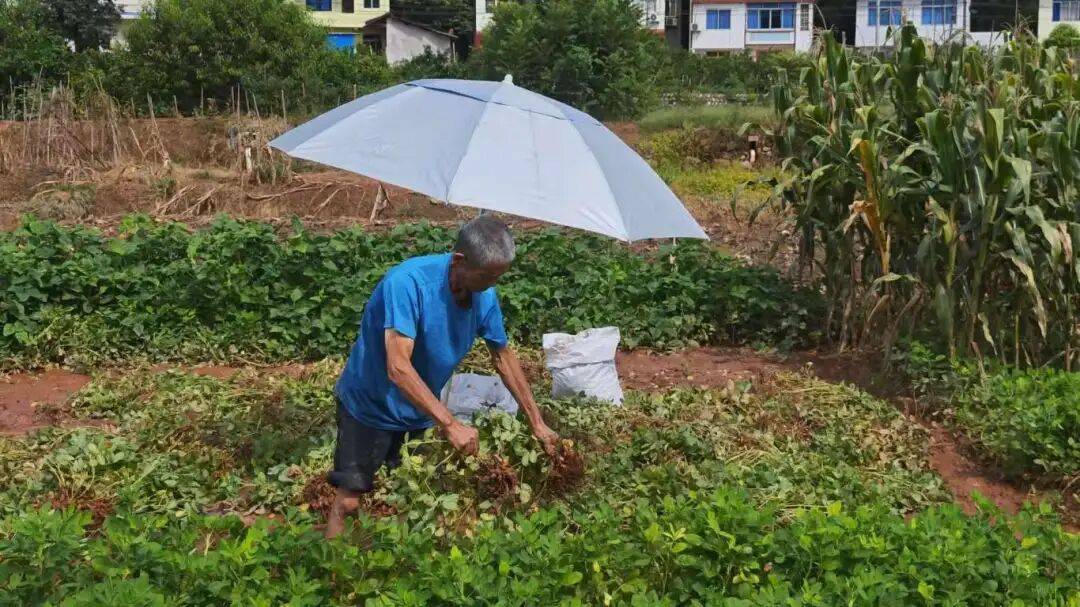 乡村振兴丨土主镇:“金豆豆”与“绿珍珠”共绘丰收图景 特色产业激活乡村振兴新动能