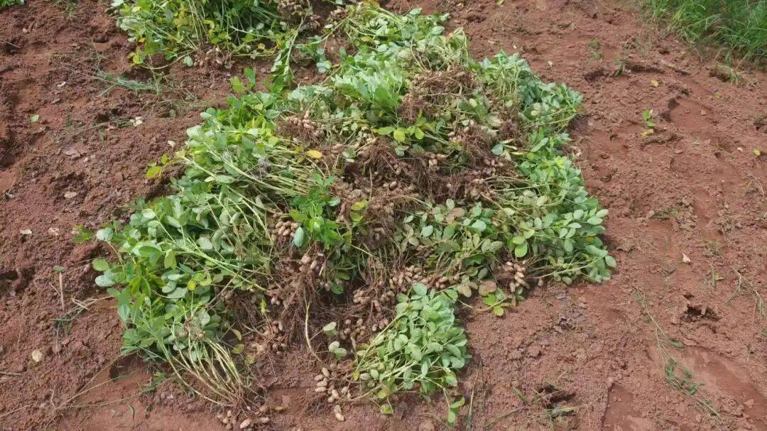 乡村振兴丨土主镇:“金豆豆”与“绿珍珠”共绘丰收图景 特色产业激活乡村振兴新动能