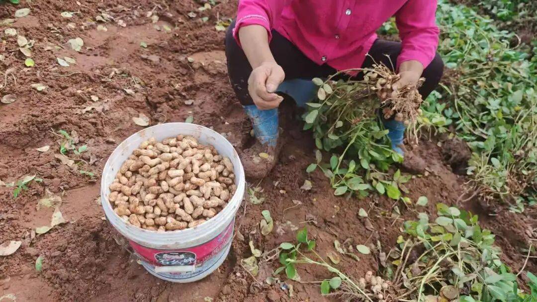 乡村振兴丨土主镇:“金豆豆”与“绿珍珠”共绘丰收图景 特色产业激活乡村振兴新动能