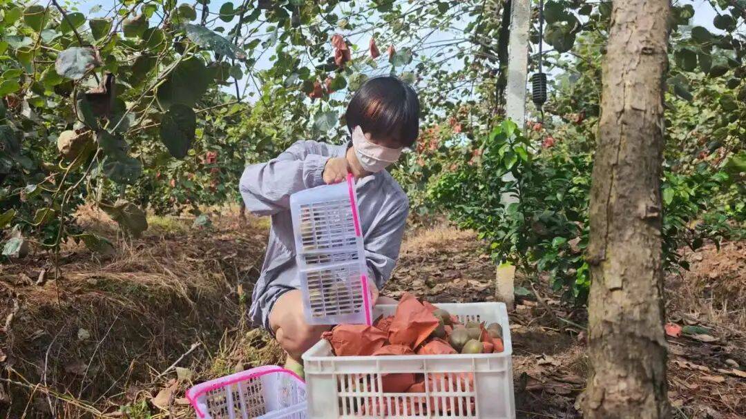 乡村振兴丨土主镇:“金豆豆”与“绿珍珠”共绘丰收图景 特色产业激活乡村振兴新动能