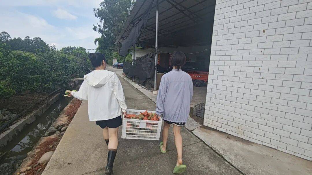 乡村振兴丨土主镇:“金豆豆”与“绿珍珠”共绘丰收图景 特色产业激活乡村振兴新动能