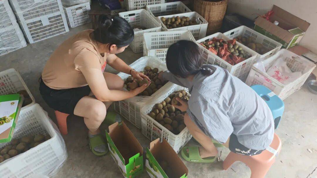 乡村振兴丨土主镇:“金豆豆”与“绿珍珠”共绘丰收图景 特色产业激活乡村振兴新动能